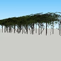 Lush Green Vine Covered Wooden Pergola Structure With Dense Foliage And Support Poles