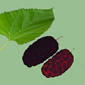 Fresh Ripe Black Mulberries with Green Leaves on White Background