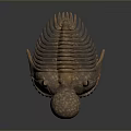 Bronze Colored Trilobite Shaped Textured Surface Decorative Figurine For Home Decor