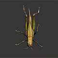 Modern grasshopper insect cartoon locust 3d model