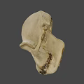 Detailed White Human Skull Model Isolated On Gray Background With Anatomical Features 3d model