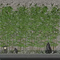 Lush Bamboo Plants With Decorative Stones And Lantern Against White Brick Wall