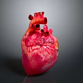 Realistic Human Heart Organ Model With Detailed Red Texture And Dark Background
