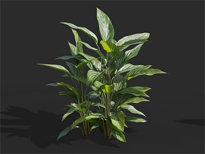 Vibrant Green Leafy Plant With Lush Foliage Multiple Stems And Broad Leaves For Indoor Use 3d model