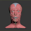 Human Head Anatomical Model With White Marking Dots And Muscle Structure Lines 3d model