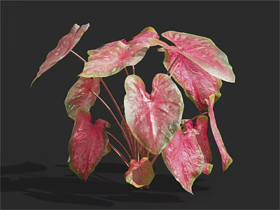 Caladium Plant With Pink And Green Heart Shaped Lush Healthy Leaves As Indoor Decorative Greenery 3d model