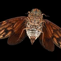 Flying Cicada With Spread Brown Wings Intricate Patterns Black White Body Isolated On Black Background