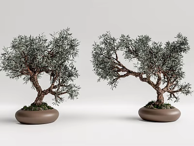 Two Bonsai Plants with Curved Trunks and Green Foliage in Brown Pots for Indoor Decoration 3d model