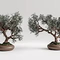 Two Bonsai Plants with Curved Trunks and Green Foliage in Brown Pots for Indoor Decoration