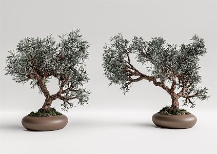 New Chinese Bonsai Plants 3d model