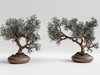 New Chinese Bonsai Plants 3d model