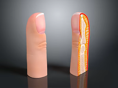 Anatomical Finger Model Medical Device Featuring Cross Section Internal Structure 3d model