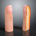 Anatomical Finger Model Medical Device Featuring Cross Section Internal Structure 3d model