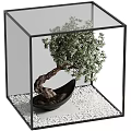 Lush Green Bonsai Plant With Curved Trunk In Black Pot Modern Interior