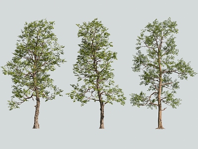 tree big tree poplar camphor tree 3d model