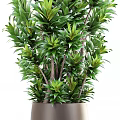 Lush Green Bonsai Potted Plant With Dark Brown Pot And Upright Stems