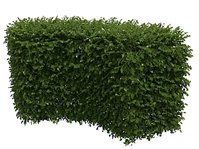 Green Trimmed Garden Hedge With Lush Foliage For Decorative Landscaping 3d model