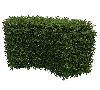 Realistic Hedge 3d model