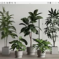 Bonsai Potted Plants With Various Greenery In White Grey Pots Light Walls Wooden Floors