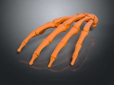 Orange Claw Skeletal Model Displaying Multiple Phalanges On Dark Background 3d model