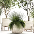 Various Types Of Bonsai Potted Plants With Green Foliage In Wicker Pots For Indoor Decoration