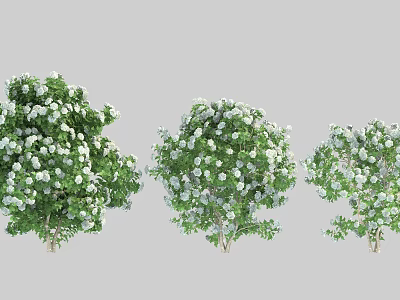 Lush Green Shrubs With White Flowers For Garden Landscape Design 3d model