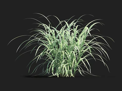 Vibrant Green Aquatic Plants With Long Arching Leaves For Natural Pond Decor 3d model