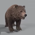 Realistic Brown Bear 3D Render With Detailed Fur And Standing Pose On Gray Background