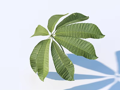 Vibrant Green Seven Leaves With Light Blue Background And Shadow 3d model