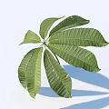 Vibrant Green Seven Leaves With Light Blue Background And Shadow 3d model