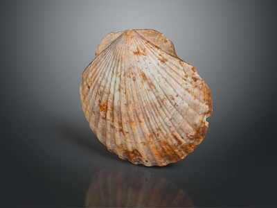 Scallop Shell With Brown White Patterns Textured Surface On Dark Background 3d model