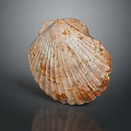 Scallop Shell With Brown White Patterns Textured Surface On Dark Background