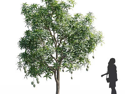 Tall Mango Tree With Lush Green Leaves And Hanging Mango Fruits Beside Person 3d model