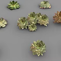 Various Guanyinlian Succulent Plants with Rosette Shaped Leaves and Colorful Foliage