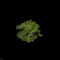 Healthy Green Arbor With Lush Dense Leaves Strong Branches And Soft Shadows