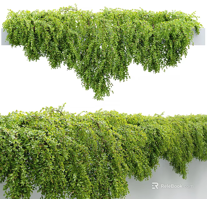 Lush Green Trailing Shrubs With Dense Foliage Cascading Over White Surface 3d model 