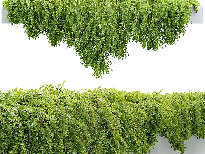 Lush Green Trailing Shrubs With Dense Foliage Cascading Over White Surface 3d model