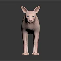 Sphynx Cat With Hairless Pink Skin And Blue Eyes Standing On Smooth Surface