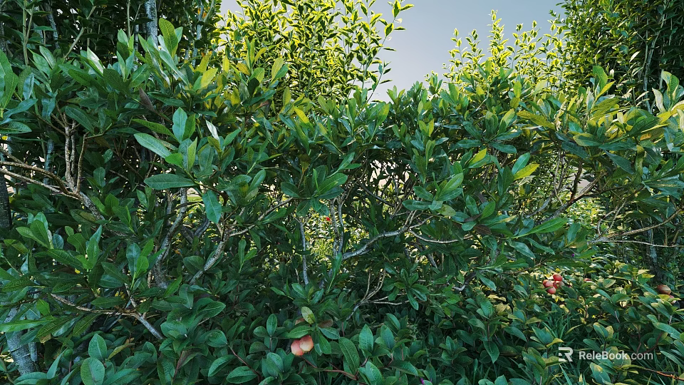 Shrubs With Lush Green Leaves And Red Fruits In Natural Outdoor Environment 3d model 