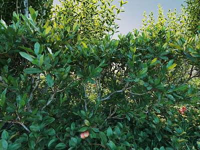 Shrubs With Lush Green Leaves And Red Fruits In Natural Outdoor Environment 3d model