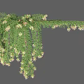 Hanging Green Vine With Lush Leaves And White Small Flowers For Natural Decoration