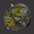 Wood And Stone Decorative Tree Stump With Green Moss Small Plants And Natural Elements