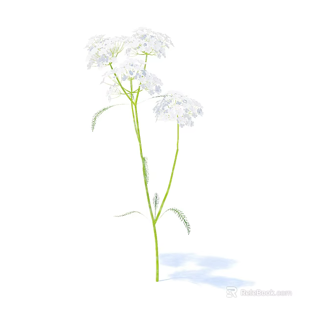 White Delicate Flowers With Green Stems And Feathery Leaves In Bloom 3d model 