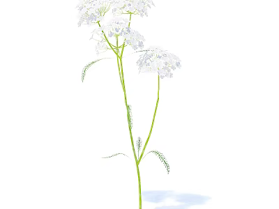 White Delicate Flowers With Green Stems And Feathery Leaves In Bloom 3d model