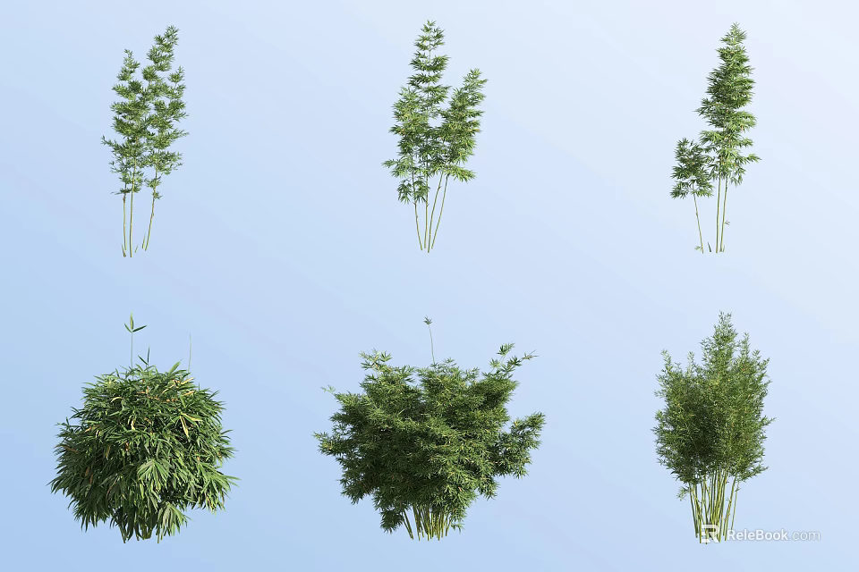 Various Bamboo Varieties With Different Shapes And Lush Green Foliage 3d model 