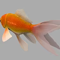 Vibrant Orange And Yellow Goldfish With Flowing Fins And Tail In Aquatic Environment
