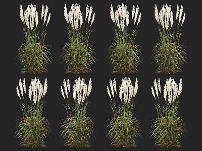 White Feathery Flowers with Green Stems Decorative Plants Multiple Displays 3d model