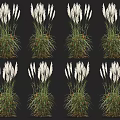 White Feathery Flowers with Green Stems Decorative Plants Multiple Displays