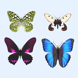 butterfly animal flying creature 3d model