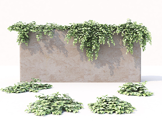 Modern Vine Plant 3d model